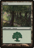 301-forest
