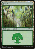 579-forest