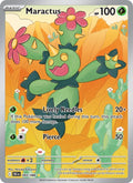 93-maractus