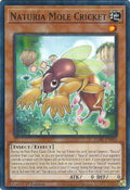 dabl-en020-naturiamolecricket