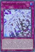 gftp-en026-sunavalonbloom