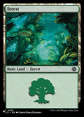 lci-401-forest