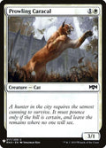 rna-17-prowlingcaracal